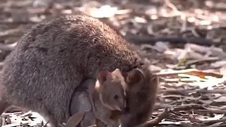 Roztomilá vtipná Quokka- 3
