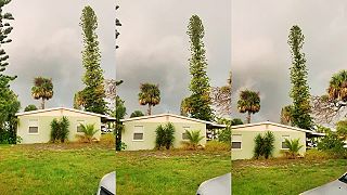 Stavím sa, že do jedného z tých stromov udrie blesk! (Florida)