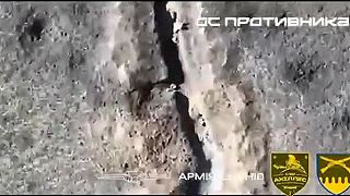 Prevýchova invázneho druhu