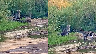 Ako chceli tri leopardy mediara svetlochrbtého zožrať (Krugerov národný park)