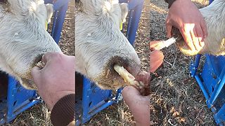 Veterinár uvoľňuje dýchacie cesty krave, ktorá ich má plné hlienu (NECHUTNÉ)
