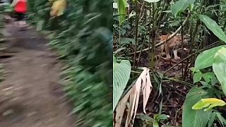 Počas chôdze cez džungľu natrafili na pumu