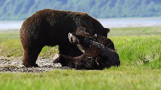 Súboj dvoch obrovských medveďov na Aljaške