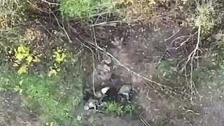 Hromadná výroba ruského ementálu