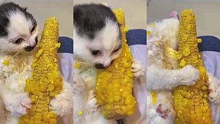 Mačke neskutočne chutí kukurica