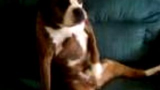 Honič boxer