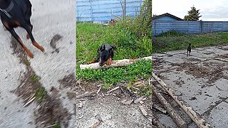 Pre čivavu lopta na hranie, pre fenku dobermanna pneumatika