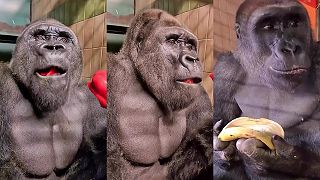 Gorila si pochutnáva na paprike a banáne