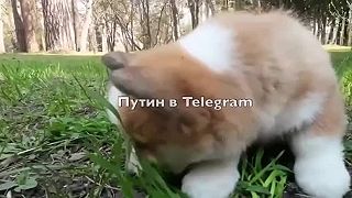 Vladko Putin splnil sen dievčaťa z územia Altaj