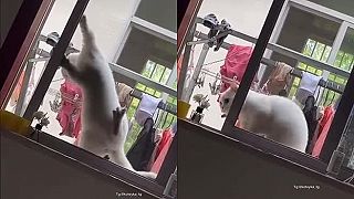 Tá mačka si vie otvoriť okno?