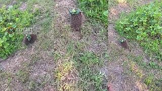 Bojový ježko z ukrajinských biolaboratórií! Zdieľajte kým nevymažú!