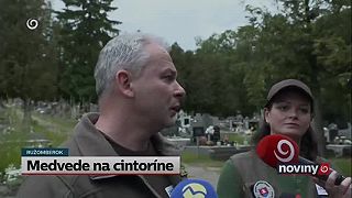 Medvede požierali sviece na cintoríne v Ružomberku