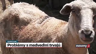 Situácia s medveďom hnedým na Podpoľaní je aj naďalej vážna