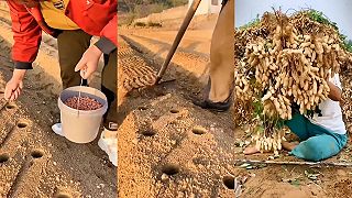 Výsadba a zber podzemnice olejnej (arašidov)