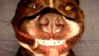 Pitbull 4