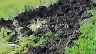 Prechádzka Ukrajinským poľom (drsné zábery)