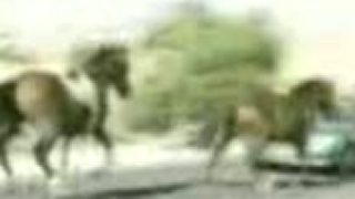 Kôň cez auto
