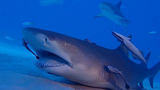 Žralok na dentálnej hygiene