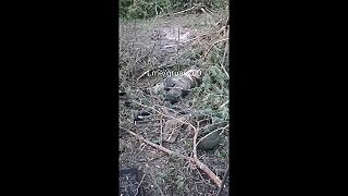 Dobité Ruské zákopy západne od Kreminy