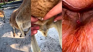 Vo vaku sa skrývala novonarodená malinká kengura