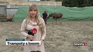 Los Niko sa túlal po Zemplíne. Po pobyte v minizoo ho čaká nový domov