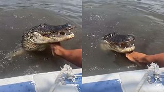 Muž chodí pravidelne kŕmiť veľkého aligátora (Florida)