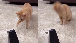 Mačka prvýkrát vidí metronóm