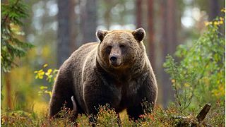 Slovensko – krajina medveďov a enviromentálnych fanatikov