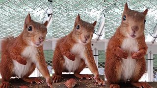 Aké zvuky vydáva nahnevaná veverička?