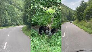 V Kľačne skrížili cestu motoristovi tri medvede