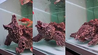 Dravá korytnačka kajmanka loví v akváriu ryby