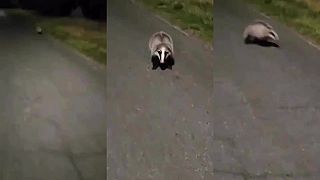 Co to kurwa jest? (ako Poliak stretol jazveca)