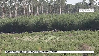 Lesy a lesníctvo na viatych pieskoch. Ich špecifiká.