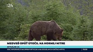 Na Hornej Nitre opäť útočil medveď. Záhrady miestnych navštevuje pravidelne