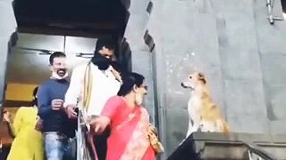 Pes dával požehnania ľuďom, ktorí vychádzali z chrámu