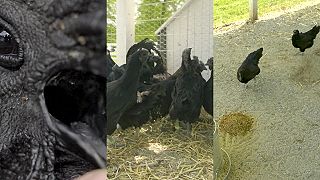 Ayam Cemani. Najdrahšie a najčiernejšie kura sliepka