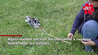 Psy z množiarne (Udaj svojho množiteľa)