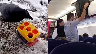 Nase vtactvo vs bratislavska kaviaren.