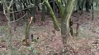 Aktivity "ochranárskeho" združenia BROZ, lokalita Vinosady