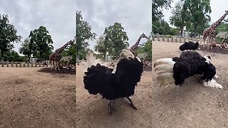 Hriešny tanec v zoologickej záhrade