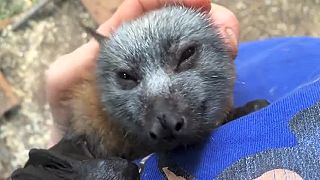 V Austrálii majú extrémne veľké netopiere