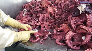 Čistenie a príprava chobotníc v kórejskom spracovateľskom závode na morské plody