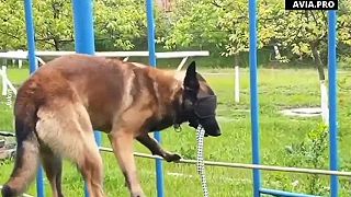 Výcvik "príslušníkov" K9 pre armádu