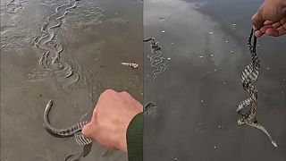 Muž pozbieral jedovaté hady a dal ich späť do vody