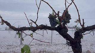 Vinohrad v španielskej Valencii po extrémne silnom krupobití