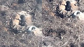 Ivani dostali trošku spravodlivosti