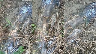 Telá ukrajincov hnijú v močiaroch rieky Dnepr. Video 2