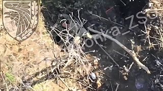 Drony čisti zamorené zákopy inváznym druhom