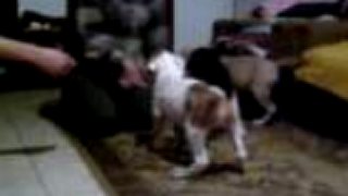 AMStaff puppies 1