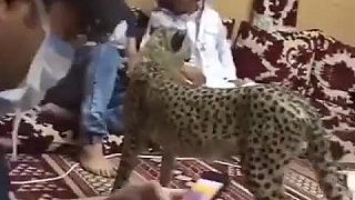 Arab doma chová geparda často s ním stresuje svojich hostí